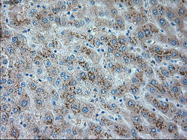 m02130 anti trpm4 mouse monoclonal antibody clone id oti10h5 ihc testing 7