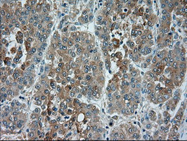 m02130 anti trpm4 mouse monoclonal antibody clone id oti10h5 ihc testing 8