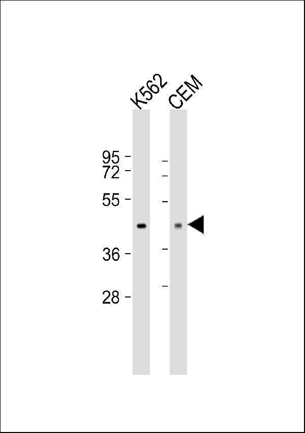 "All lanes : Anti-PDK4 Antibody at 1:250 dilutionLane 1: K562 whole cell lysateLane 2: CEM whole cell lysateSecondaryGoat Anti-mouse IgG, (H+L),Peroxidase conjugated at 1/10000 dilution
