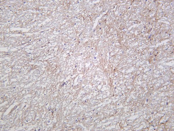 Rat brain was stained with Anti-EAAT1 rabbit antibody