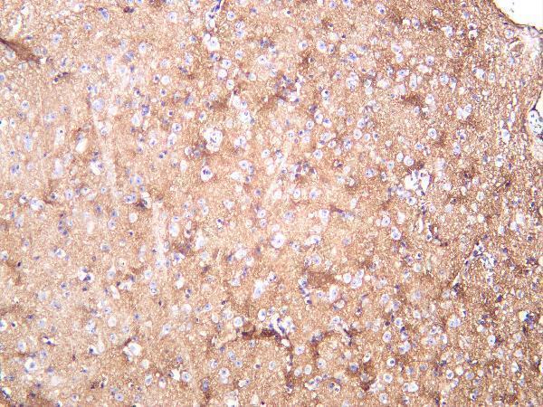 Mouse brain was stained with Anti-EAAT1 rabbit antibody