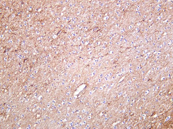 Human brain was stained with Anti-EAAT1 rabbit antibody