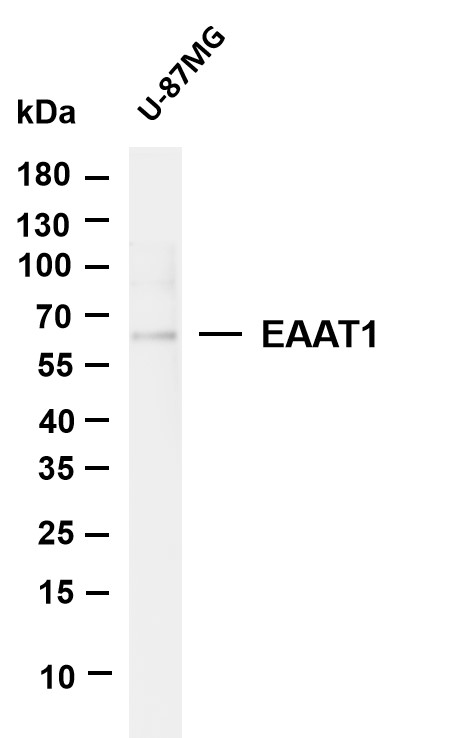 m02133 2 slc1a3 primary antibodies wb testing 1