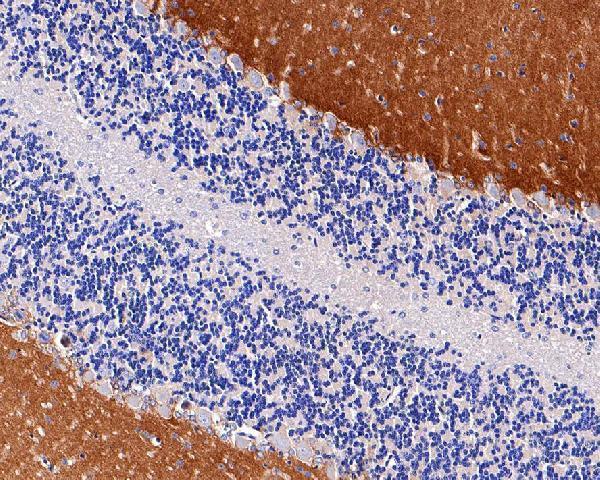 Immunohistochemical analysis of paraffin-embedded rat cerebellum tissue with Rabbit anti-EAAT1 antibody at 1/200 dilution