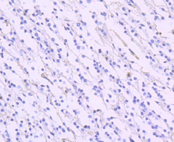 m02133 slc1a3 primary antibodies ihc testing 3