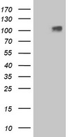 m02134 1 anti gpr48 lgr4 mouse monoclonal antibody clone id oti2d1 wb testing 1