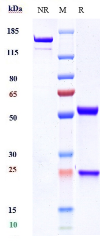 Anti-TREM1/CD354 Reference Antibody (PY159) on SDS-PAGE under reducing (R) condition