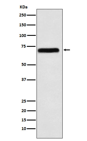 Western blot analysis of NXF1 expression in K562 cell lysate.