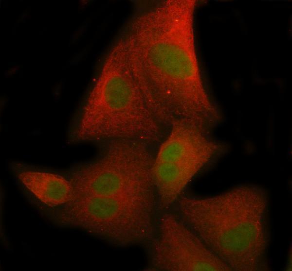  IF analysis of RACK1 using anti-RACK1 antibody (M02145-1) and anti-Beta Tubulin antibody (M01857-3)
