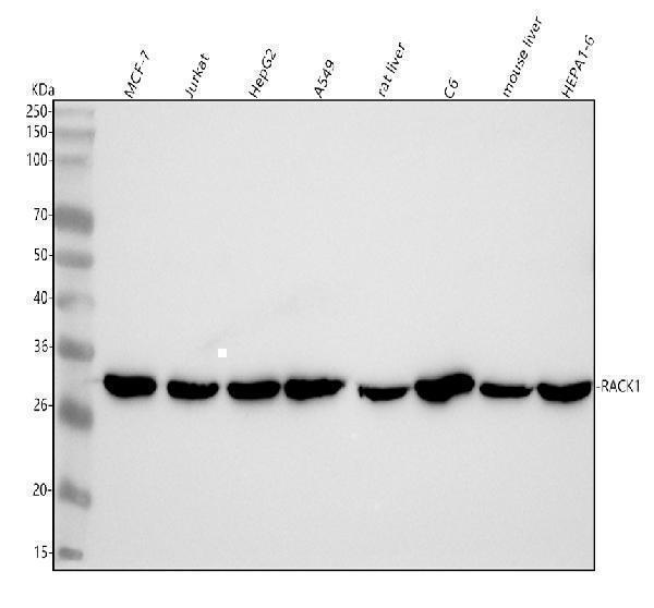  Western blot analysis of RACK1 using anti-RACK1 antibody (M02145-1)