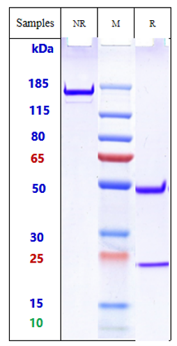 Anti-TREM2 Reference Antibody (Py314) on SDS-PAGE under reducing (R) condition