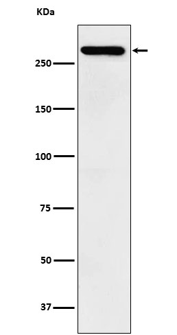 Western blot analysis of TAF1 expression in SH-SY5Y cell lysate