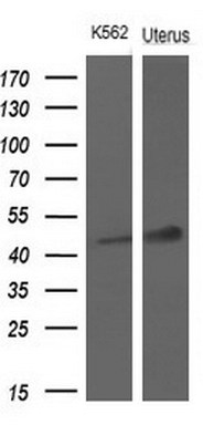 Western blot analysis of extracts (10ug) from 1 cell line and 1 human tissue by using anti-TNFRSF10A monoclonal antibody at 1:200 dilution