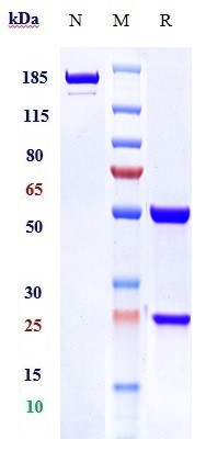 Anti-TNFRSF10A/TRAILR1/CD261 Reference Antibody ( mapatumumab) on SDS-PAGE under reducing (R) condition