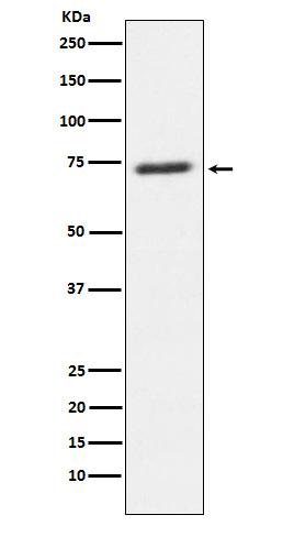 Western blot analysis of SENP1 expression in U87-MG cell lysate