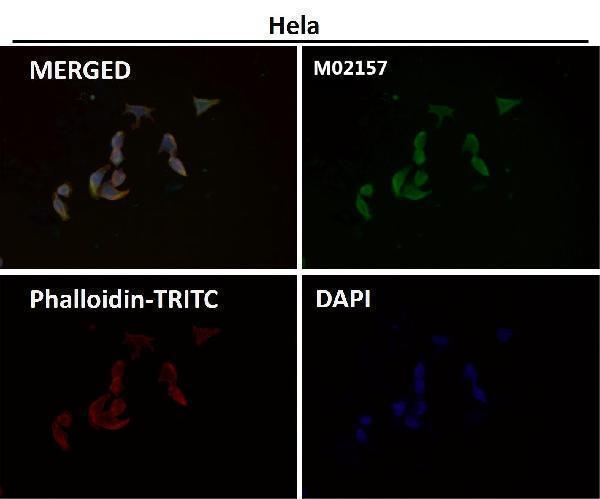 Immunofluorescent analysis using the Antibody at 1:150 dilution