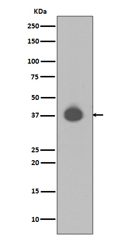 Western blot analysis of DUSP6 expression in NIH/3T3 cell lysate
