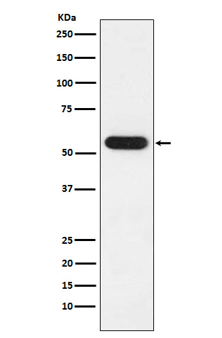 Western blot analysis of FKBP52 expression in MCF7 cell lysate