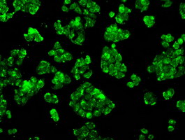 m02166 1 anti cytochrome p450 reductase por mouse monoclonal antibody clone id oti5b3 if testing 22