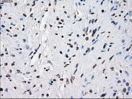 m02166 1 anti cytochrome p450 reductase por mouse monoclonal antibody clone id oti5b3 ihc testing 11