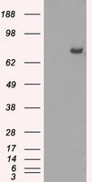 m02166 1 anti cytochrome p450 reductase por mouse monoclonal antibody clone id oti5b3 wb testing 1