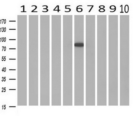 m02166 1 anti cytochrome p450 reductase por mouse monoclonal antibody clone id oti5b3 wb testing 2