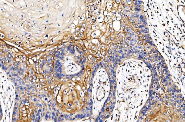  IHC analysis of POR using anti-POR antibody (M02166-2)