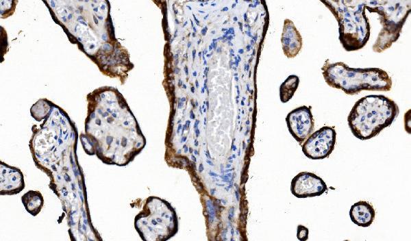 m02166 2 por primary antibodies ihc testing 5