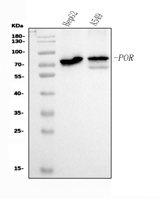  Western blot analysis of POR using anti-POR antibody (M02166-2)