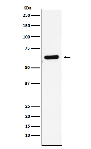 m02168 wb