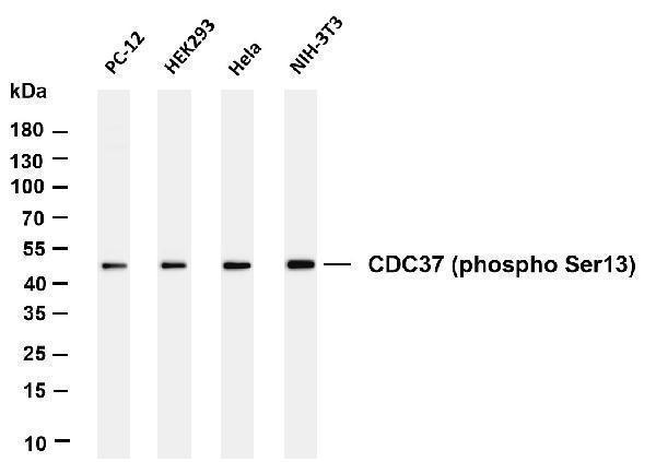 m02169 2 cdc37 primary antibodies wb testing 1