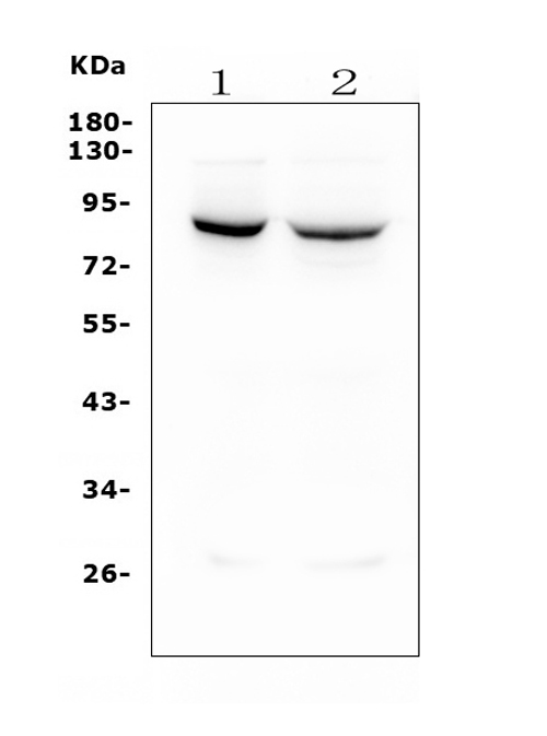  Western blot analysis of MFN1 using anti-MFN1 antibody (M02172-1)