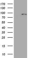 HEK293T cells were transfected with the pCMV6-ENTRY control (Left lane) or pCMV6-ENTRY MFN1 (Right lane) cDNA for 48 hrs and lysed