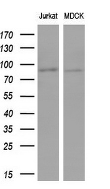 Western blot analysis of extracts (10ug) from 2 different cell lines by using anti-MFN1 monoclonal antibody (1:200)