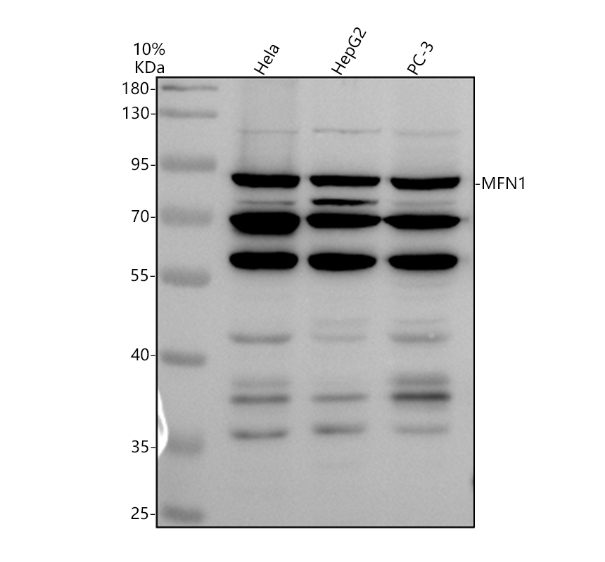 Western blot analysis of MFN1 using anti-MFN1 antibody (M02172-3)