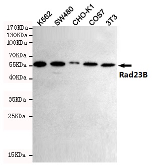 Western blot detection of Rad23B in K562,SW480,CHO-K1,3T3 and COS7 cell lysates using Rad23B mouse mAb (1:1000 diluted)