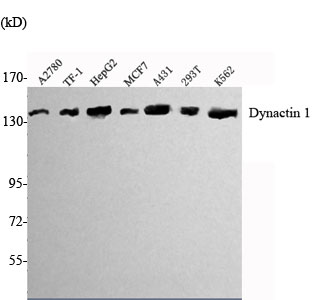 Western Blot analysis using Dynactin 1 Monoclonal Antibody against A2780, TF-1, HepG2, MCF7, A431, K562 cell lysate