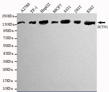 Western blot detection of DCTN1 in A2780, TF-1, HepG2, MCF7, A431&K562 cell lysate (1:1000 diluted) 