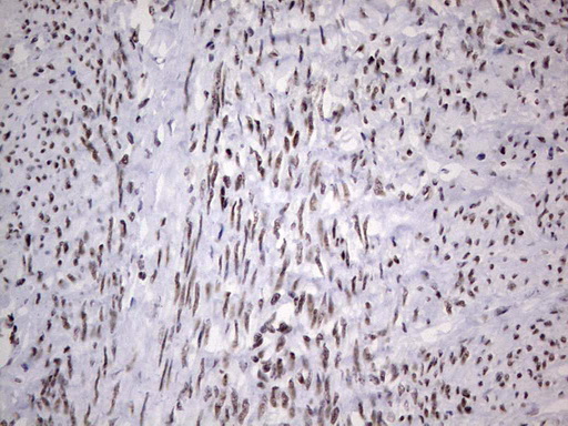 m02177 1 anti hdac9 mouse monoclonal antibody clone id oti7g2 ihc testing 9