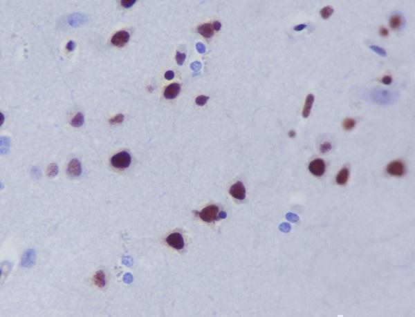 m02177 ihc