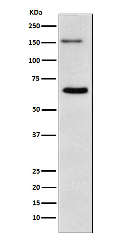 Anti-NUP153 Monoclonal Antibody Anti-NUP153 Monoclonal Antibody