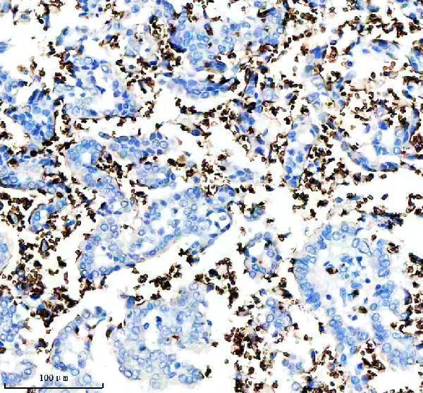 m02184 1 gypa primary antibodies ihc testing 2