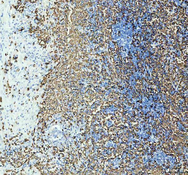 m02184 1 gypa primary antibodies ihc testing 3
