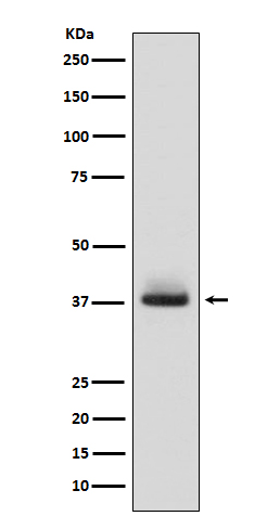 Western blot analysis of Glycophorin A (CD235a) expression in human fetal liver lysate