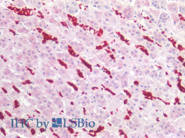Immunohistochemistry staining of human adrenal (paraffin-embedded sections) with anti-CD235a (JC159), 5 µg/ml