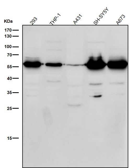 m02185s412 wb8