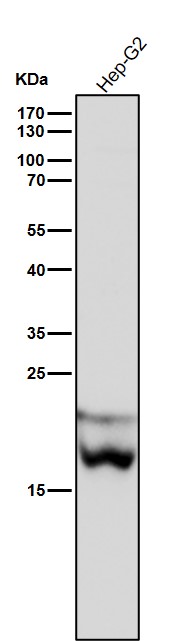 All lanes use the Antibody at 1:1W dilution for 1 hour at room temperature. All lanes use the Antibody at 1:1W dilution for 1 hour at room temperature.