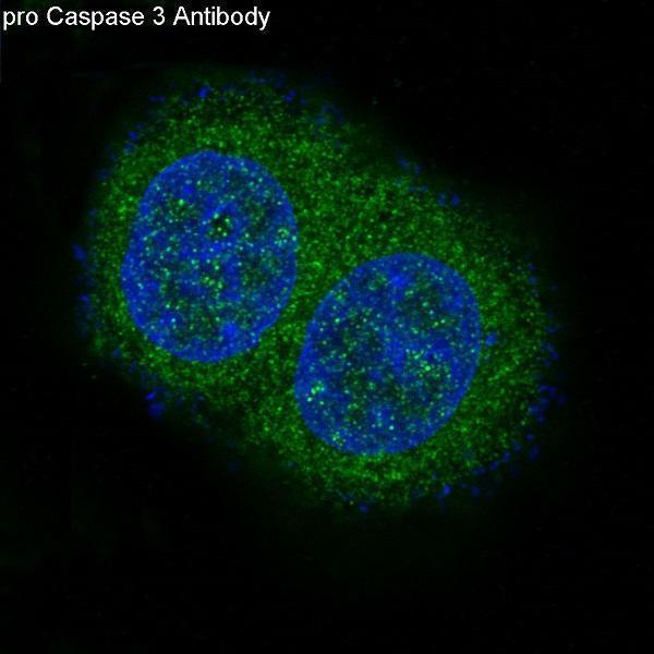 Immunofluorescent analysis of MCF-7 cells, using pro Caspase 10 Antibody
