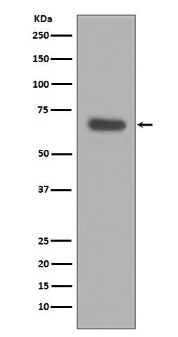 Western blot analysis of pro Caspase 10 expression in HeLa cell lysate
