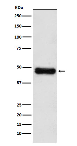 Western blot analysis of ADK expression in HepG2 cell lysate